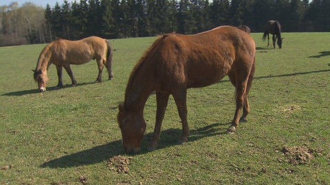 Chcete mě? - 11. června 2017