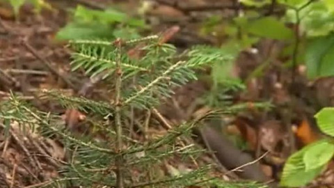 Nedej se! - Zachování lesního ekosystému