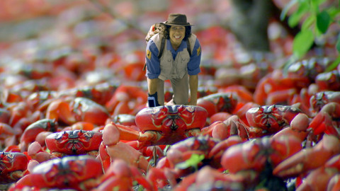 Andy na safari - Krab