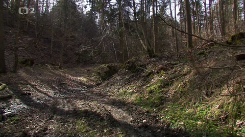 Nedej se! - I na starých stromech záleží