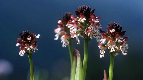 Ostrovy zapomenutého klidu - Orchideje II.