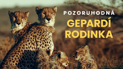 Pozoruhodná gepardí rodinka