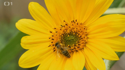 Gejzír - 5. listopadu 2020