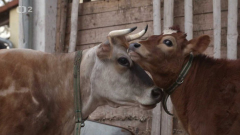 Náš venkov - Kráva/Prase/Slepice