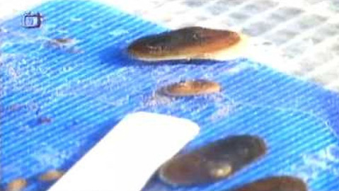 Živé srdce Evropy - Perlorodka říční