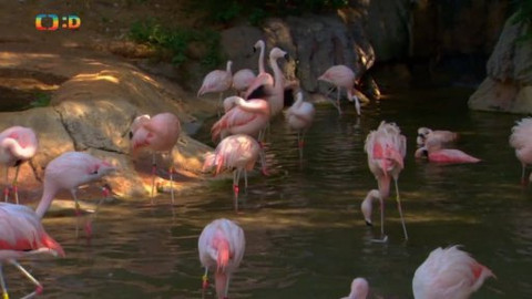 Atlas zvířat - Jak vznikala ZOO