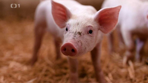 Bilance - Budoucnost jídla a jídlo budoucnosti