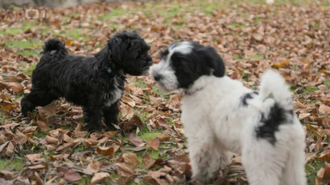Kočka není pes - Rozmazlený Leo a poznání štěněte