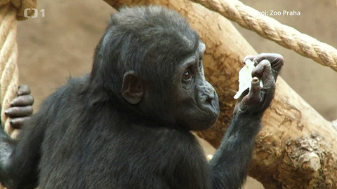 Máme rádi zvířata - 22. dubna 2024