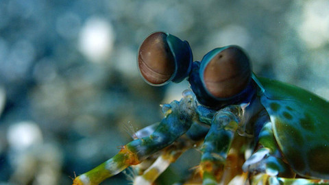 Příroda - úžasný zdroj inspirace - 3/3 Zrak a vnímání