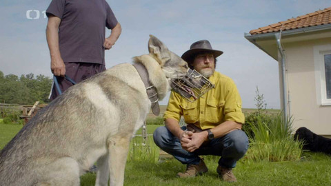 Kočka není pes - Znesváření Charlie s Tilinkou a bojovní Steve a Danny