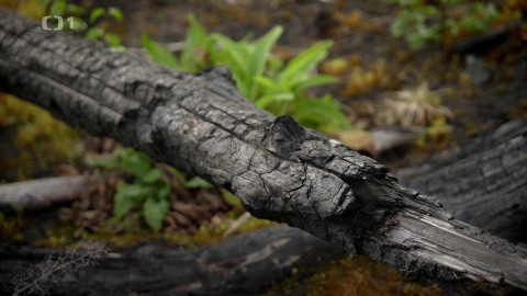 Kořeny lesa - Epizoda 13/40