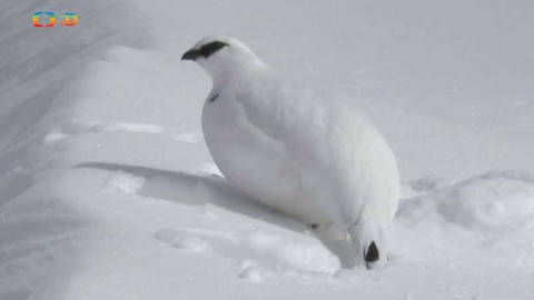Hvězdy zvířecí říše - 29/32 Tvor nejlépe připravený na život v horách