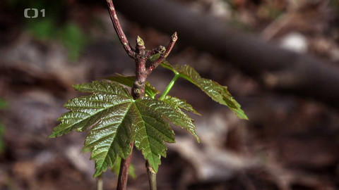 Kořeny lesa - Epizoda 2/40