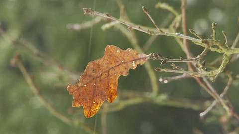 Novinky z přírody - Epizoda 38/53