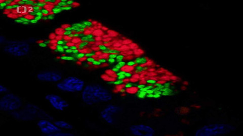 Dobrodružství vědy a techniky - Bakterie – život na mořském dně