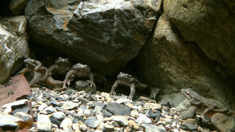 Obdivuhodný svět přírody - Zimní příroda v Okutamě