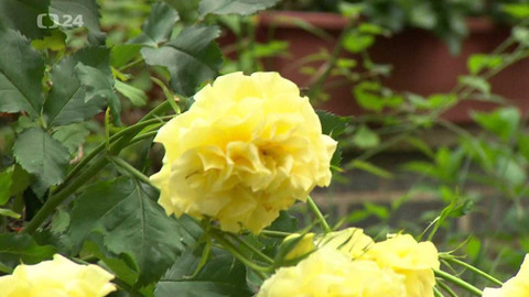 Z metropole - Dvorek Hilgert