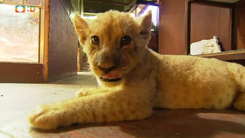 Náš zvěřinec - Na lvy nebo želvy