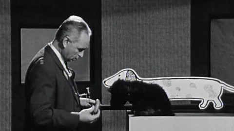 Tajemství řeči - Pes