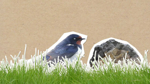 To je něco! - Proč ptáci létají nízko, když se schyluje k dešti?