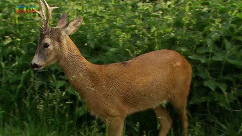 S Hubertem do lesa - Na srnky se nesahá