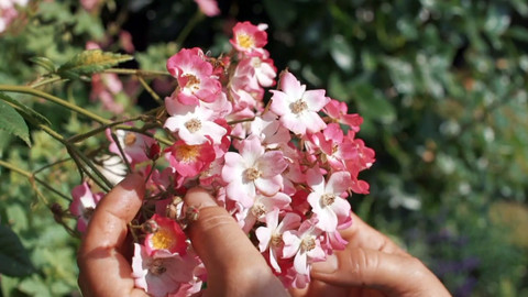 Kouzelné bylinky - Kouzelná růže