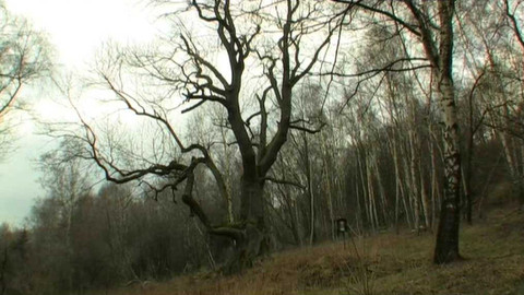 Živé srdce Evropy - Popovský jasan