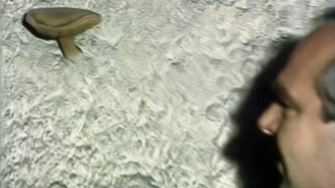 Archiv dne - 30. srpen 1987: Houby ve sklepě