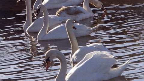 Vodní ptáci - 4/10 Vdovec