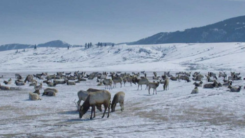 Dobrodružství vědy a techniky - Záhada jelenů vapiti