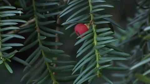 Živé srdce Evropy - Všechovický tis