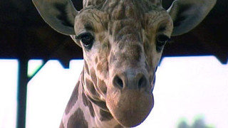 Hranice dokořán - Rozmówki polsko-czeskie