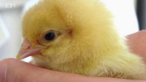 Týden v regionech (Brno) - 29. dubna 2017