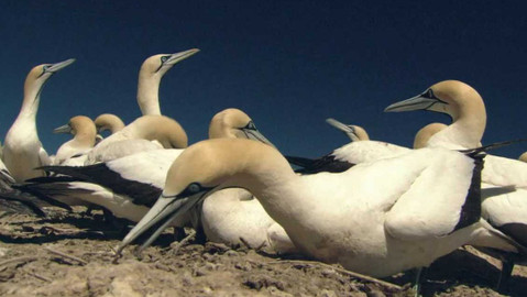 Dobrodružství vědy a techniky - Terejové jihoafričtí - odvážní lovci v ohrožení