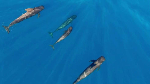 Svět zvířat - 13/20 Mořští savci