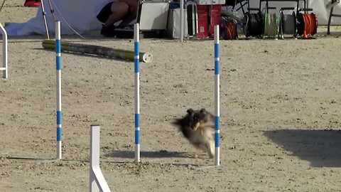 Agility - MČR Praha