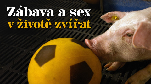 Zábava a sex v životě zvířat