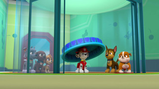 Tlapková patrola IV