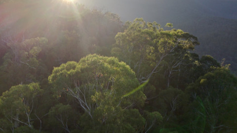 O stromech a lese - 1/6 Australský obří eukalyptus