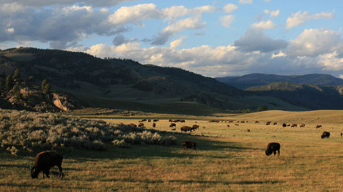 Yellowstonský národní park - 2/3 Léto