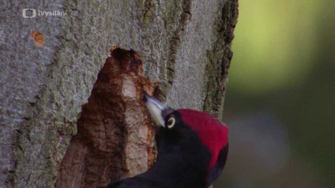 Minuty z přírody - Datel černý