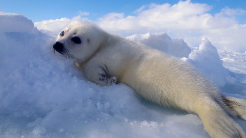 Obdivuhodný svět přírody - Čepcol hřebenatý