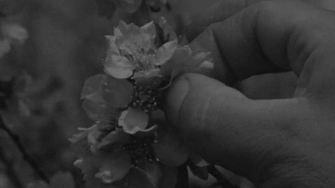 Krajové vysílání - Mandloňový sad