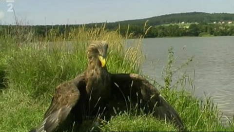 Nedej se! - Chytání zvěře do želez