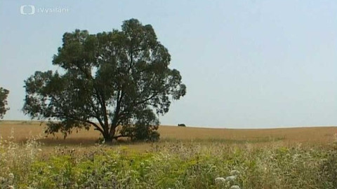 Popularis - 17. července 2003