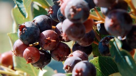 Kouzelné bylinky - Léčivé ovoce