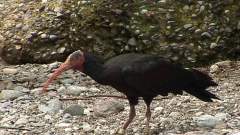 Přežili rok 2000 - 2/9 Ibis skalní
