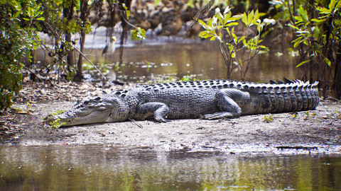 Podivuhodná zvířata - 11/12 Krokodýli