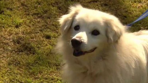 Chcete mě? - Chcete je?